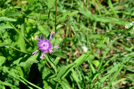 Flower photo