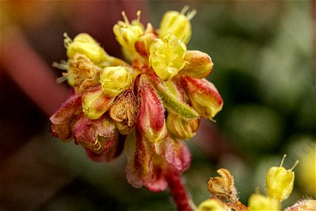 Eriogonum caespitosum