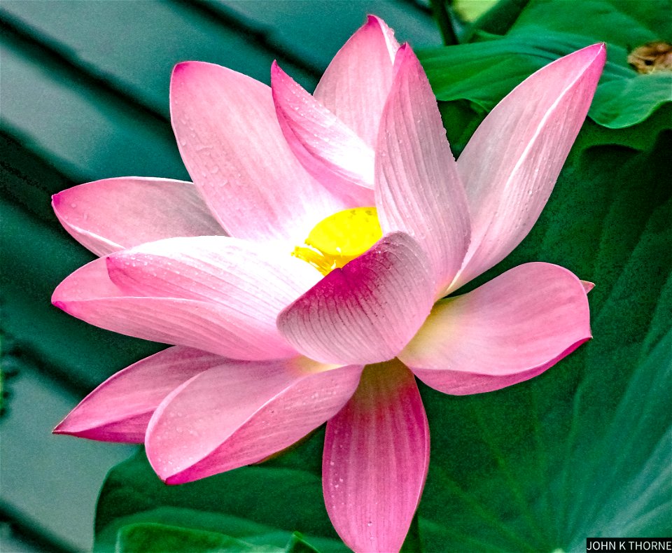 Waterlily Kew Gardens