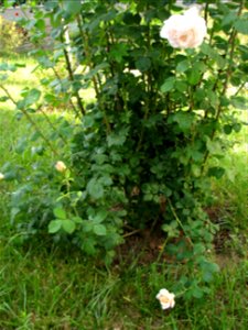 trandafiri2009_0529_074934(2)
