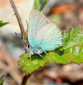 HAIRSTREAK, BRAMBLE GREEN (Callophrys dumatorum) (6-16-2021) approx 4200 ft, along ship mt rd, smith river n rec area, del norte co, ca (2)