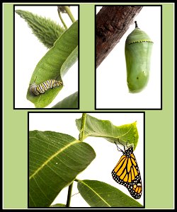 Monarch butterfly collage