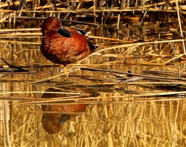 Cinnamon Teal at Bear River Migratory Bird Refuge June 2021 photo