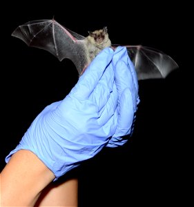 Northern long-eared bat photo