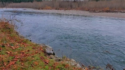 Sauk River near the confluence with Suiattle River. Video by Anne Vassar November 23, 2020.