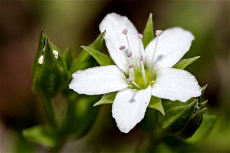 Arenaria saxosa var. saxosa