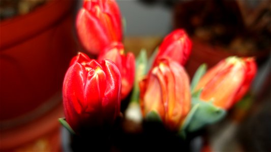 tulips_lalele-2023_0220_083151