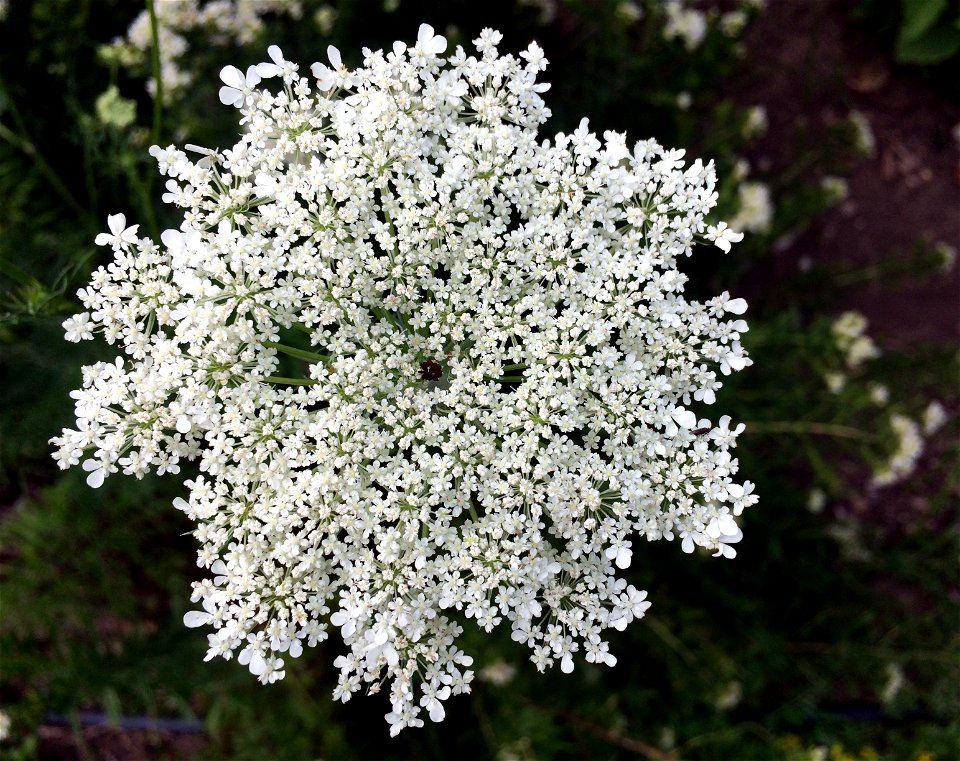 Invasive Queen Anne's Lace