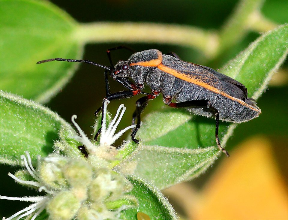 BUG, BORDERED PLANT (Largus californicus) (01-04-2023) national buttrtfly center, palmview, hidalgo co, tx -01