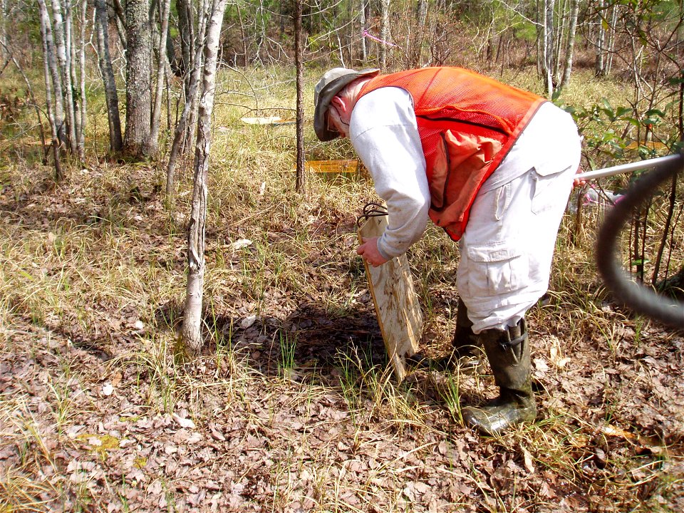 checking cover boards for amphibians