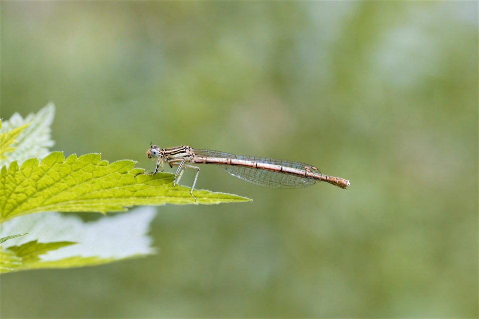 A Platycnemis from Dumitru Rascanu Park, Chisinau