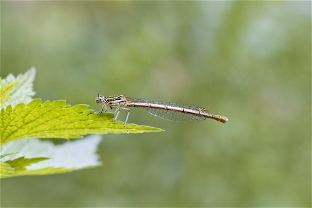 A Platycnemis from Dumitru Rascanu Park, Chisinau