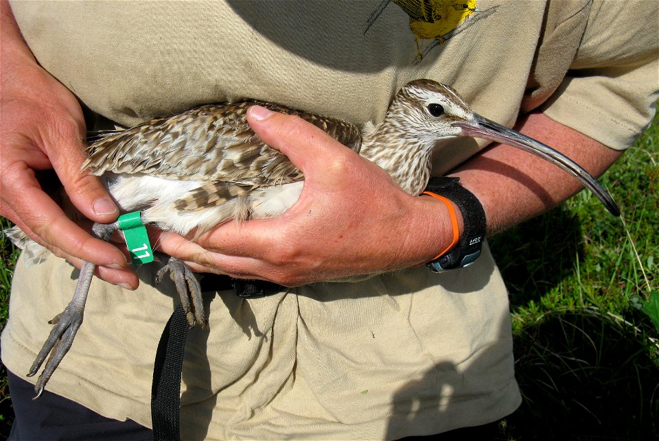 Flagged Bristle-thighed Curlew