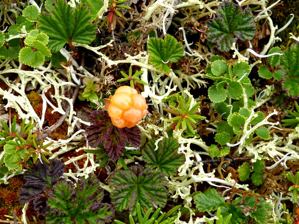 Salmonberry photo