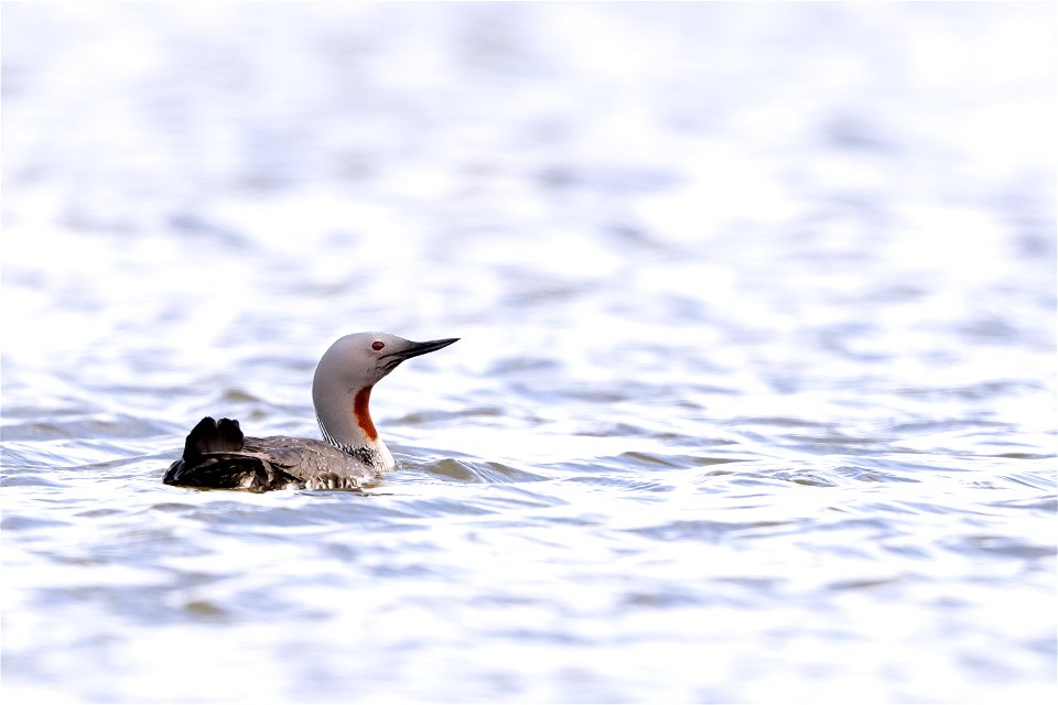 Red-throated loon