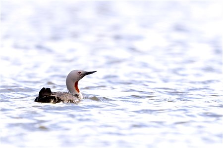 Red-throated loon photo