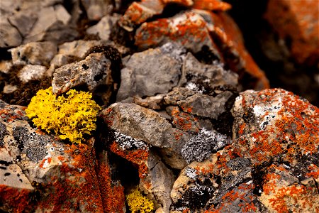 Colorful lichens on rocks above the Atigun River. photo