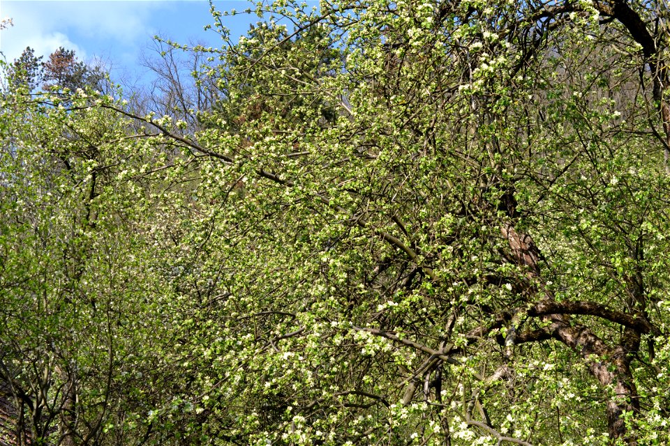 Spring ,April 2023