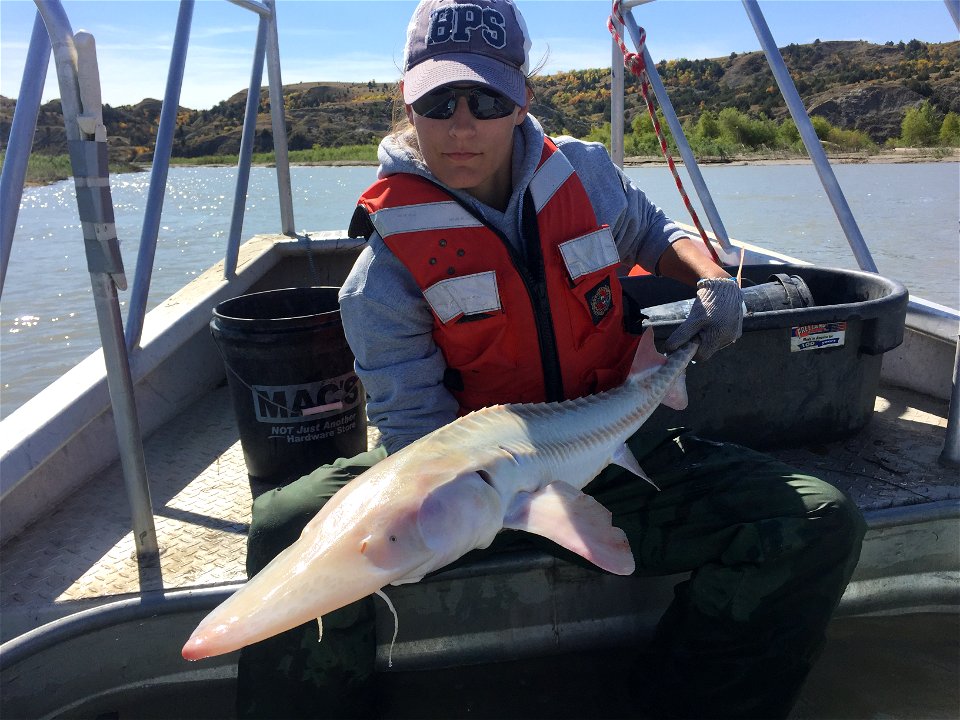 Pallid Sturgeon Monitoring in the Missouri River