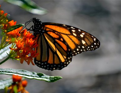Monarch butterflyweed photo