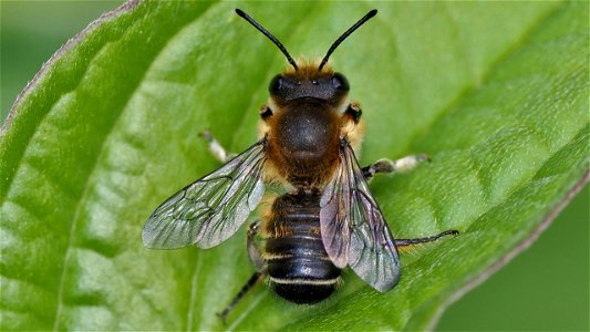 Megachile sp (Blattschneiderbiene). - Männchen
