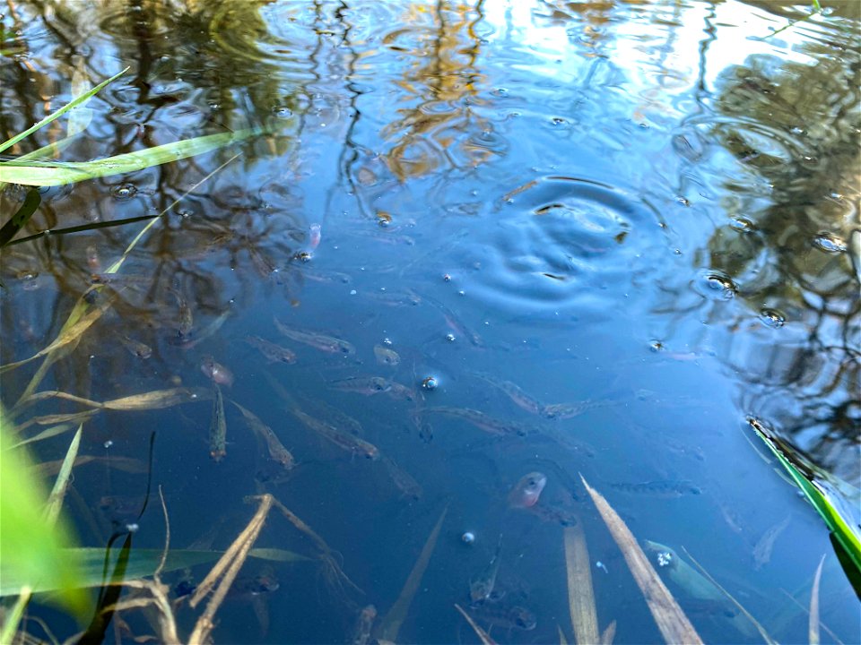 Close up of released salmon fry