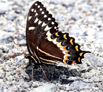 SWALLOWTAIL, PALAMEDES  (Papilio palamedes) (05-30-2023) alligator river nat wildlife refuge, dare co, nc -01