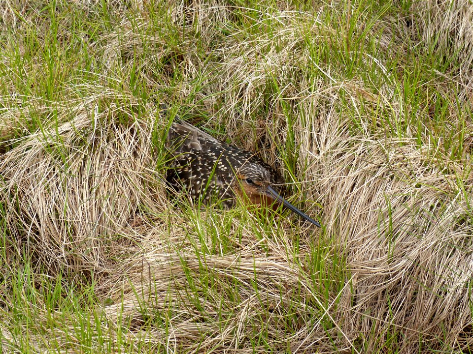 Bar-tailed Godwit Nest photo