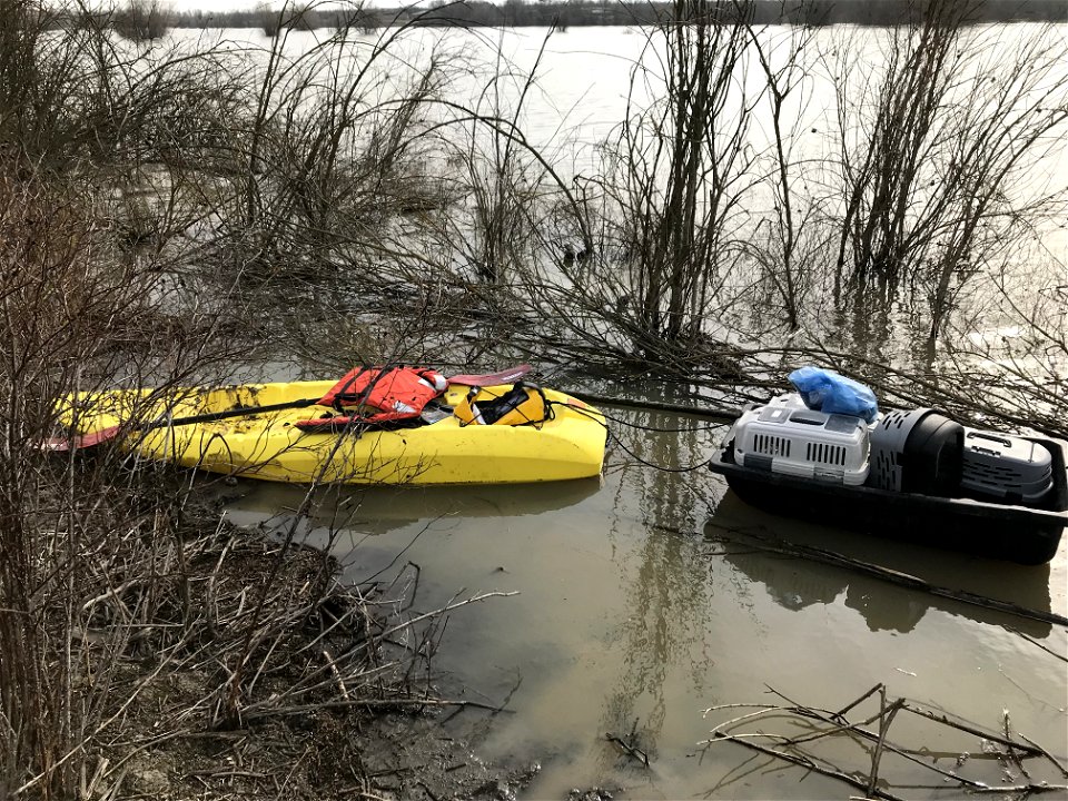 Riparian brush rabbit rescue efforts