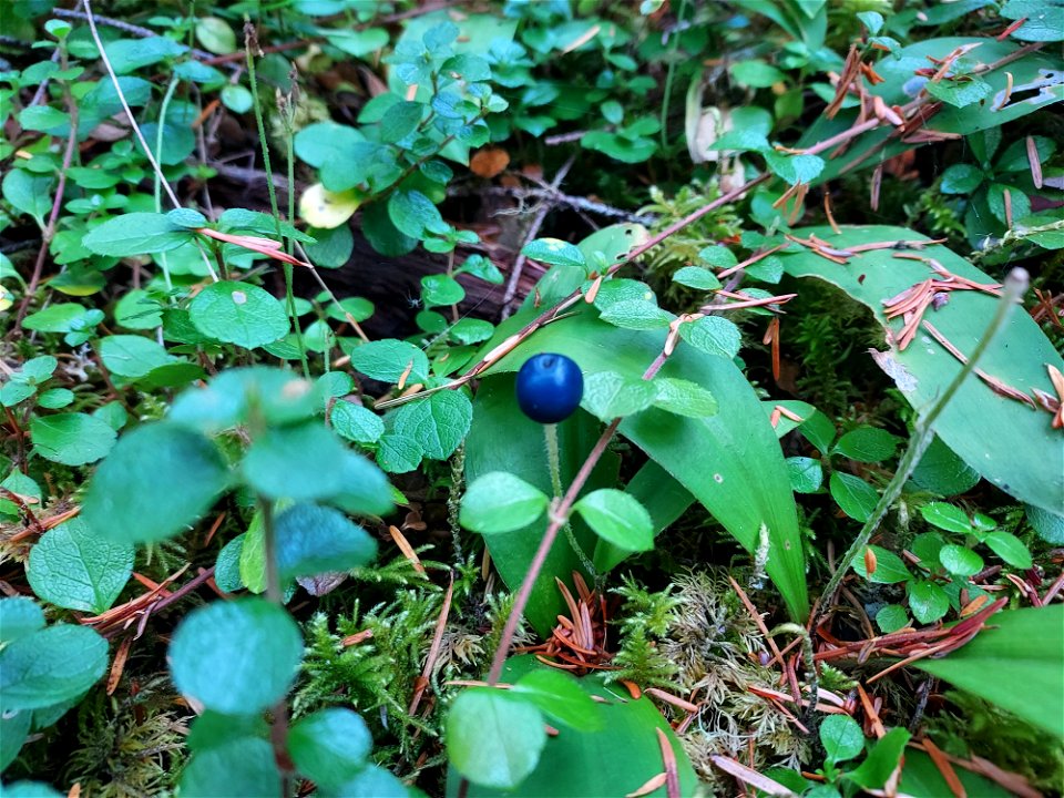 Queen's cup berry, Mt. Baker-Snoqualmie National Forest. Photo by Anne Vassar Aug. 10, 2021.