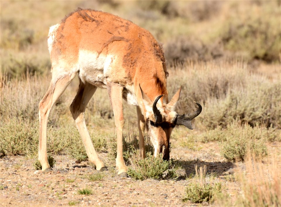 Pronghorn at Seedskadee National Wildlife Refuge