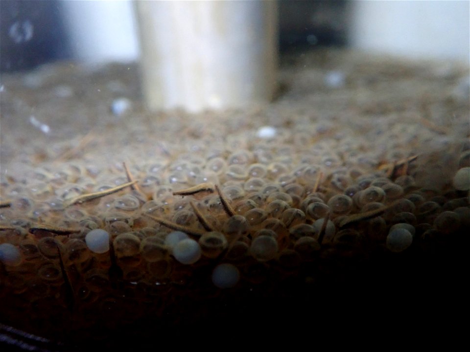 Northern Pike Eggs photo