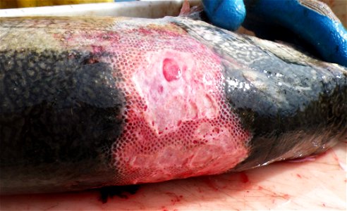 The wounded lake trout from another angle
