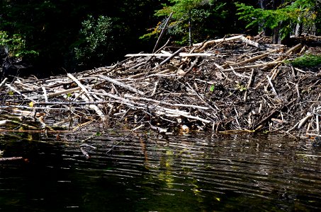 Beaver Lodge