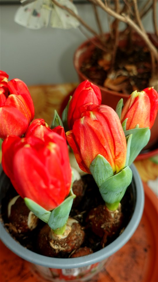tulips_lalele-2023_0219_143704
