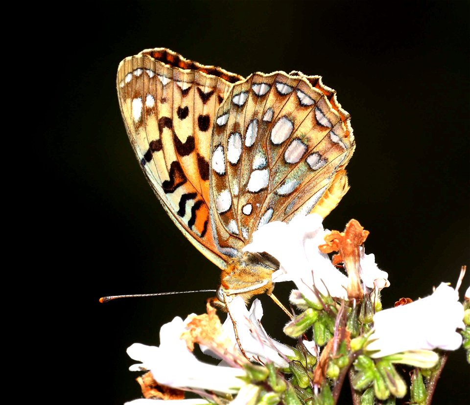FRITILLARY, ZERENE (Speyeria zerene) (06-09-2022) lower eight dollar mountain road, josephine co, or (2)