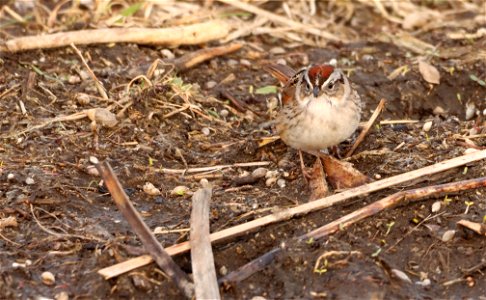 Swamp Sparrow Huron Wetland Management District
