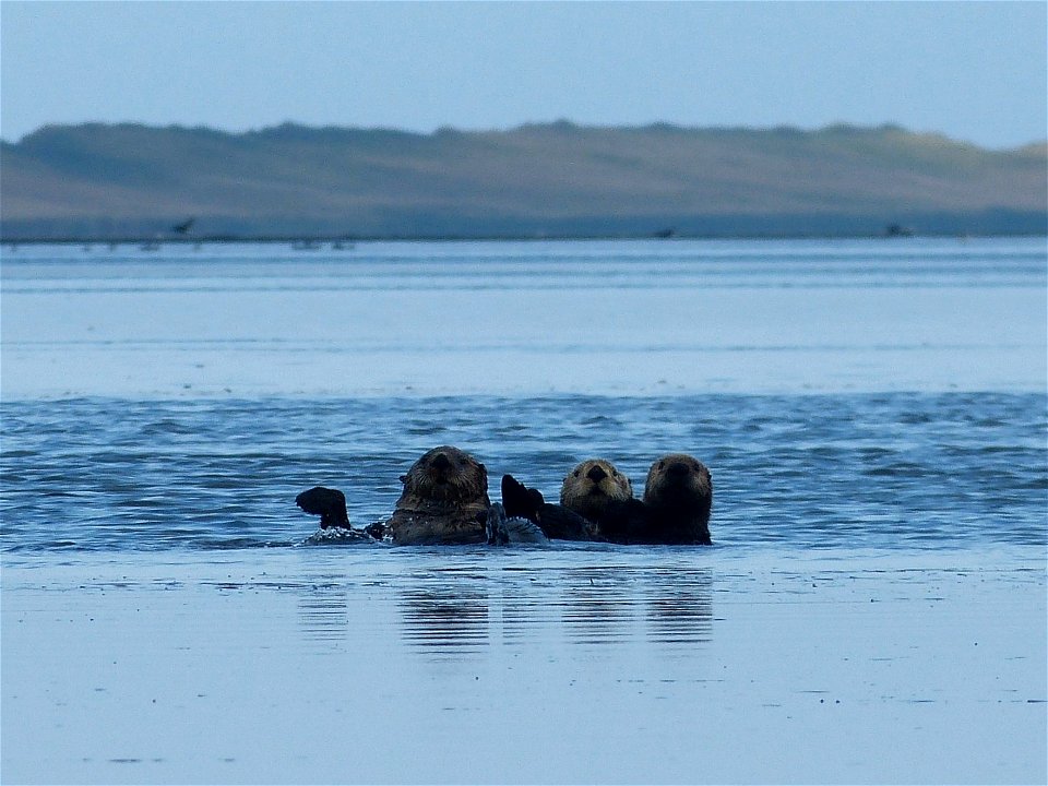 Sea Otters in Izembek Lagoon