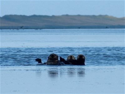 Sea Otters in Izembek Lagoon photo