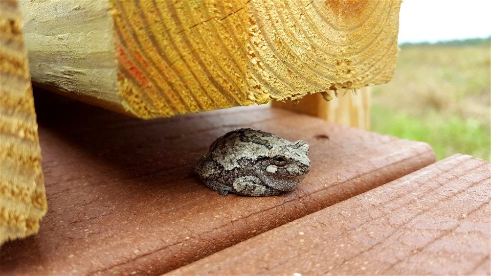 Eastern Gray Treefrog photo