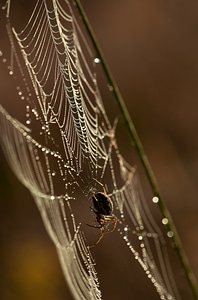 Insect nature drop of water