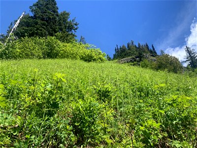 Green Mountain Trail, Mt. Baker-Snoqualmie National Forest. Photo By Sydney Corral June 28, 2021 photo