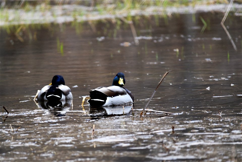 Mallard drakes photo