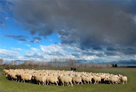 Where in the flock are ewe photo