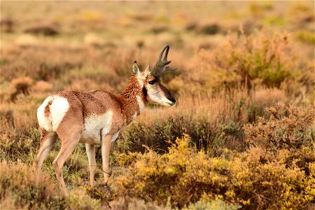 Pronghorn at Seedskadee National Wildlife Refuge photo