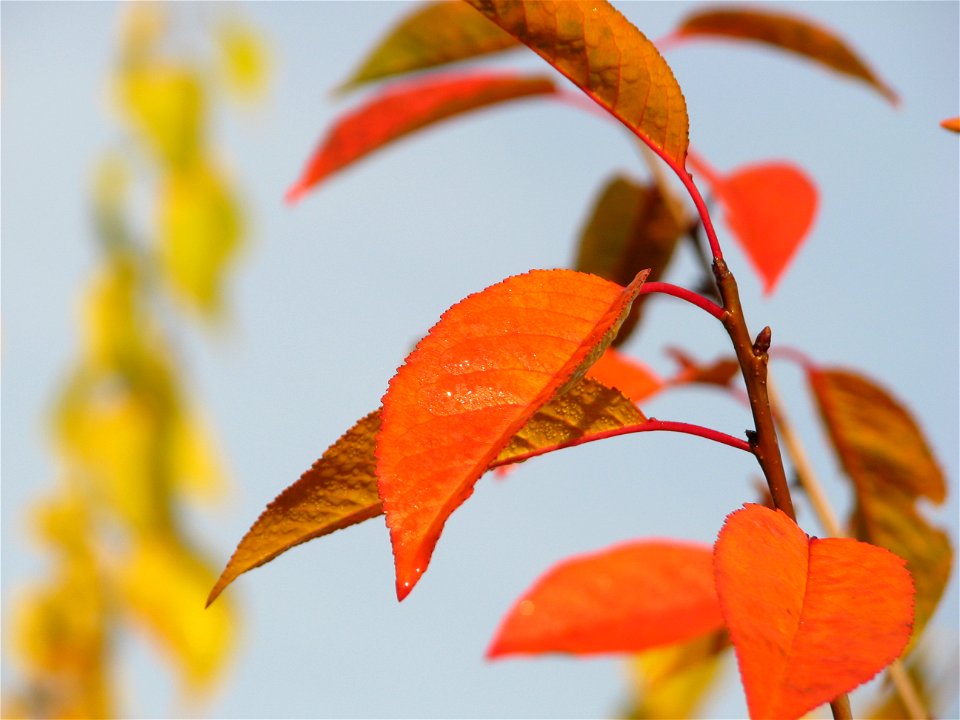 toamna2009_1127_091221