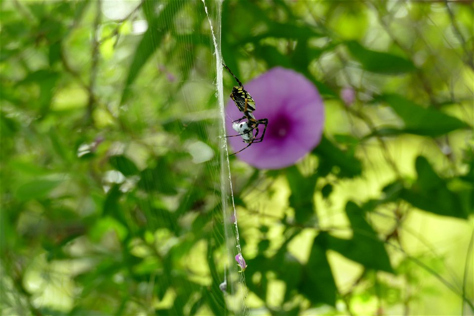 Spider-P1930390