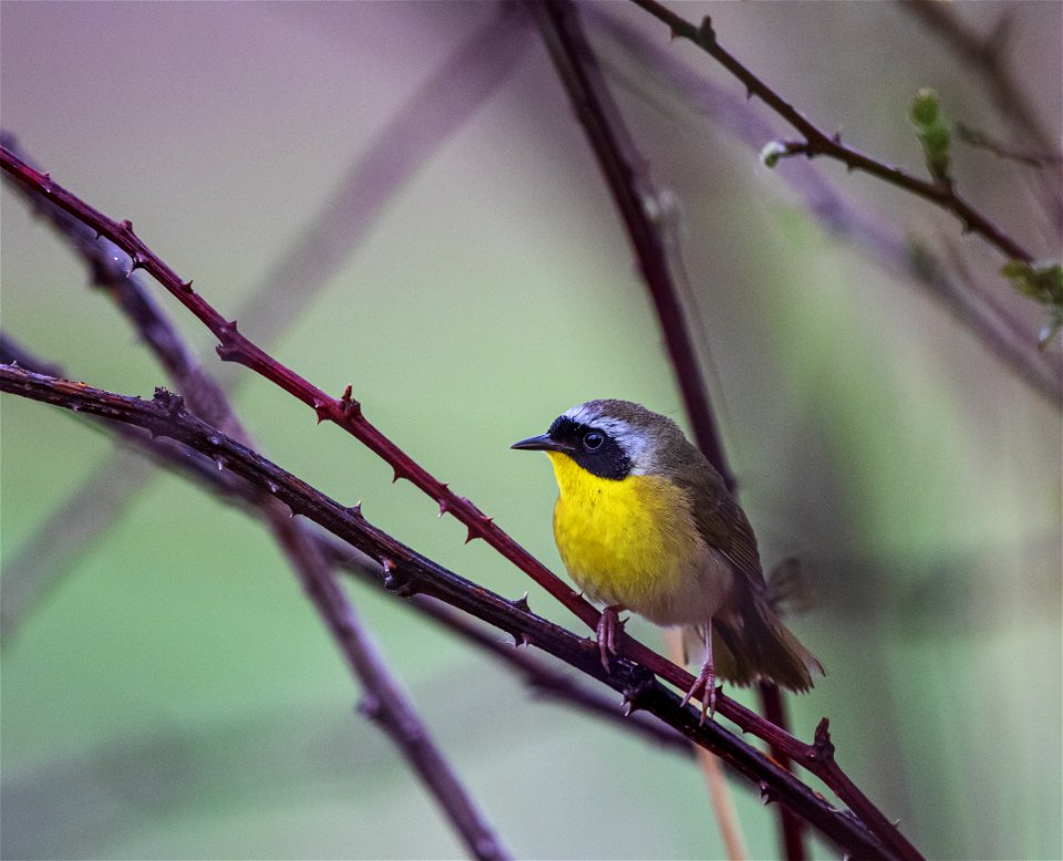 Common yellowthroat photo