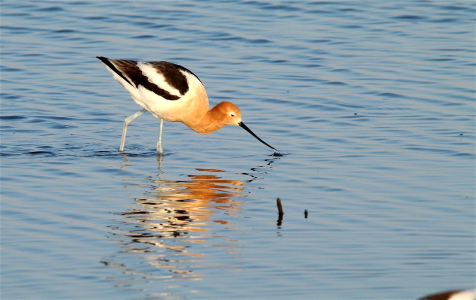 American Avocet Huron Wetland Management District, South Dakota