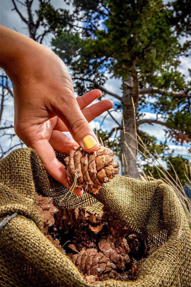 Collecting Whitebark Pine Cones photo